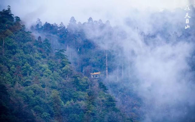 天目山風景區|天目鐵木|西天目山|銀杏|金錢松|臨安區