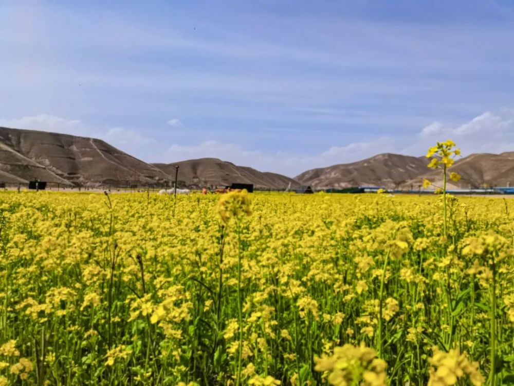 兰州碧桂园花海c位"出道" 随手一拍即大片!