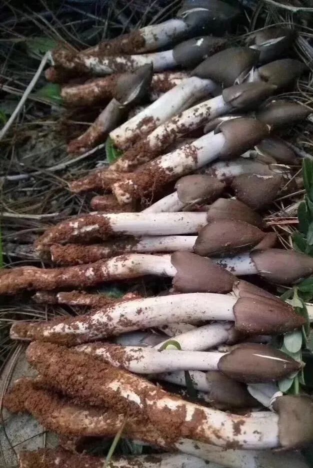 257种野生菌,一天能卖480吨