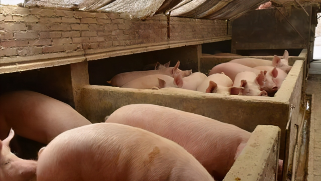 最新的生猪价格趋势|养猪场|生猪|端午节|生猪价格|猪肉