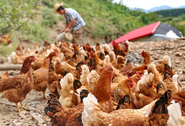 中国鸭王倒了拼搏20年成德州首富被捕后175亿身价3天归零