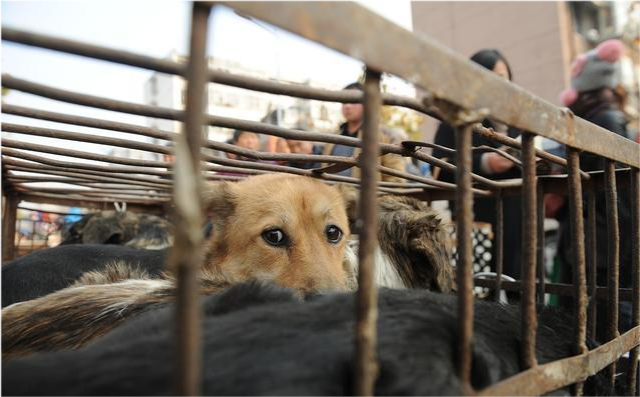 四川5名爱狗人士对卖狗肉者拘禁殴打要求对狗下跪道歉被判刑