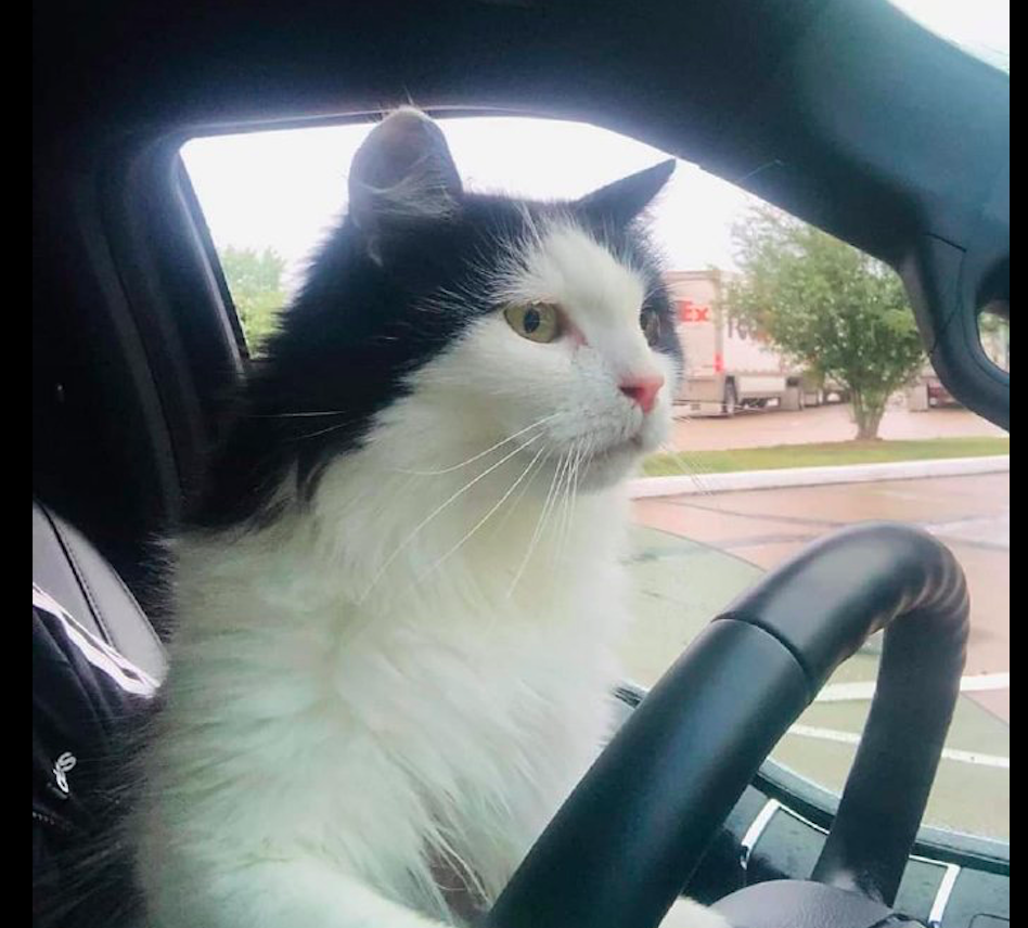 一只想要开车的猫咪,车不动它还很着急:快点把发动机给我打开!_腾讯新