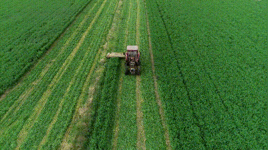 朔州头茬紫花苜蓿开镰收割