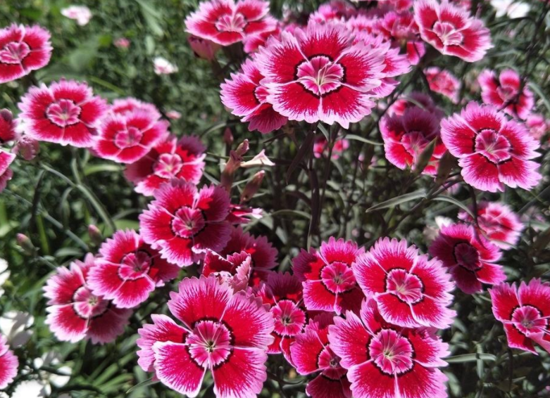庭院养花选石竹花期超长花量超大夏季不怕晒冬日不怕冷