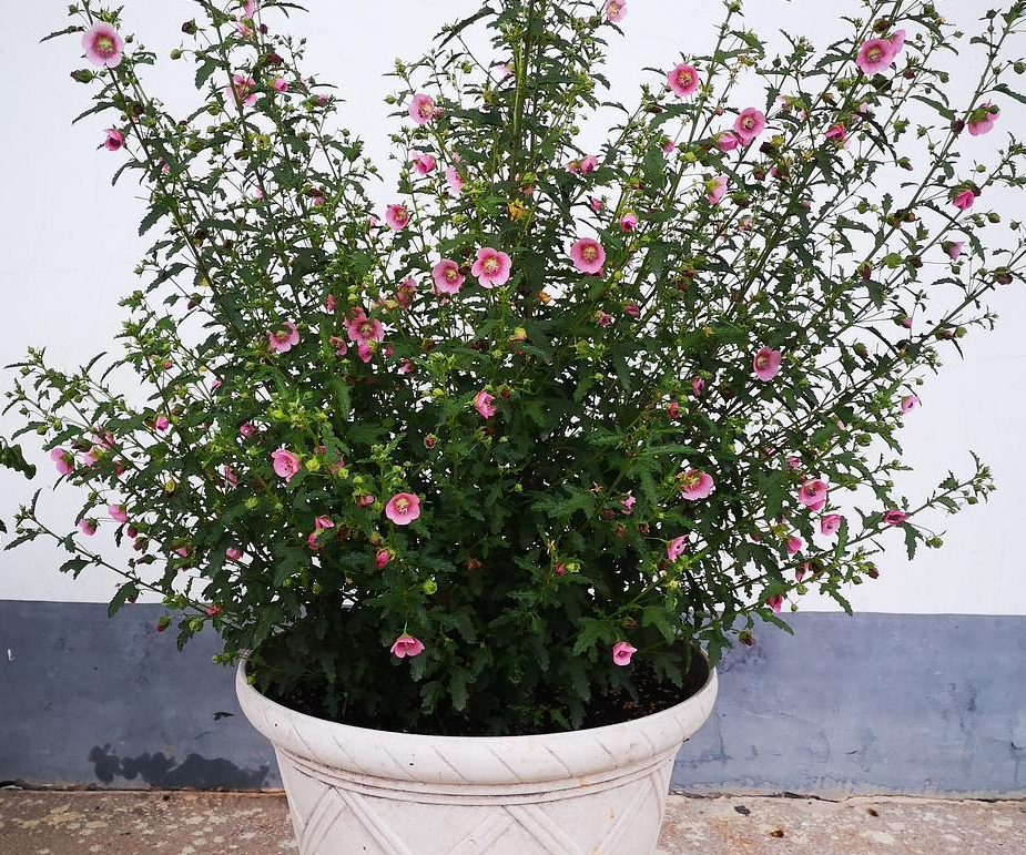 养小木槿满足这4个要求春夏秋才嗖嗖开花不负劳模的美名