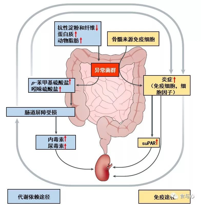 肠漏,你必须知道的热知识4:肠漏与高血压,慢性肾病和中风