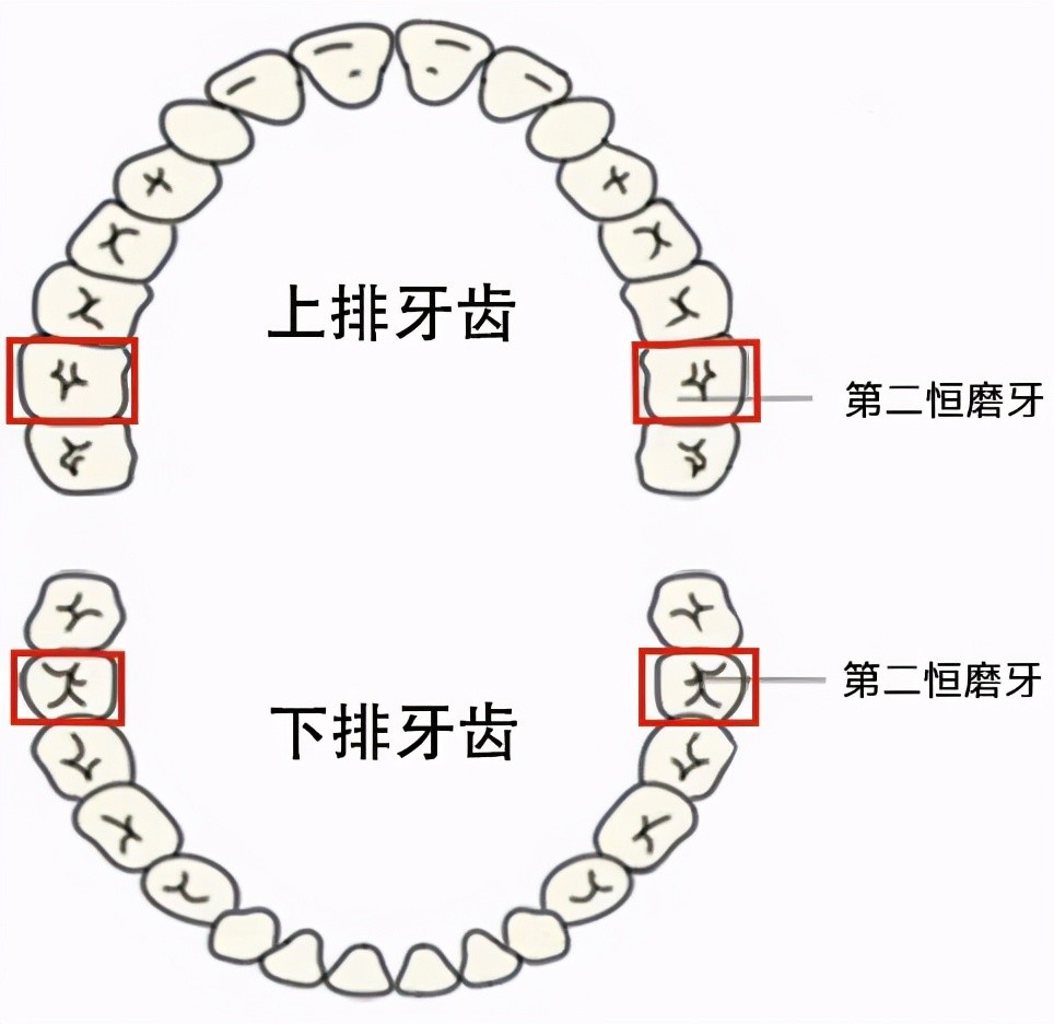 第一恆磨牙還有個小名,叫