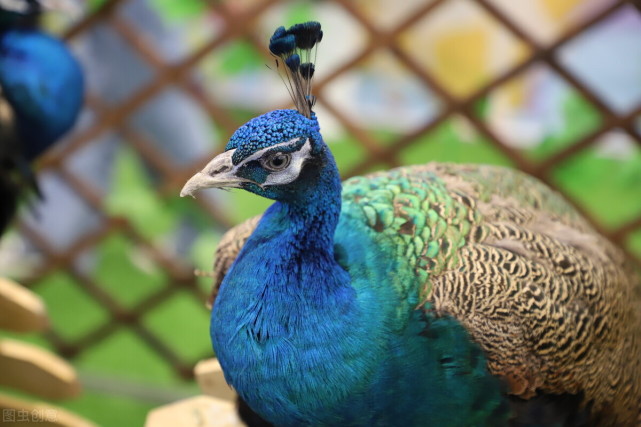 印度国鸟现身四川乐至群众直接抱到派出所以前只在动物园见过
