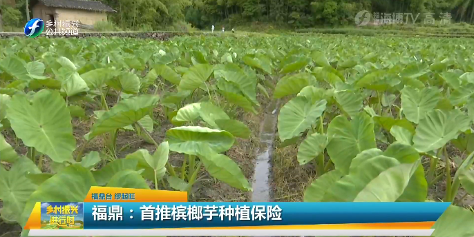 福鼎首推槟榔芋种植保险