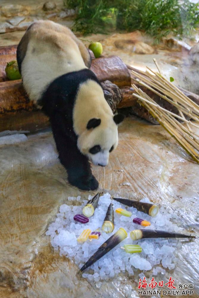 熊猫"舜舜"找到了我'清凉餐,口水都流出来了,哇!还有冰淇淋哟.