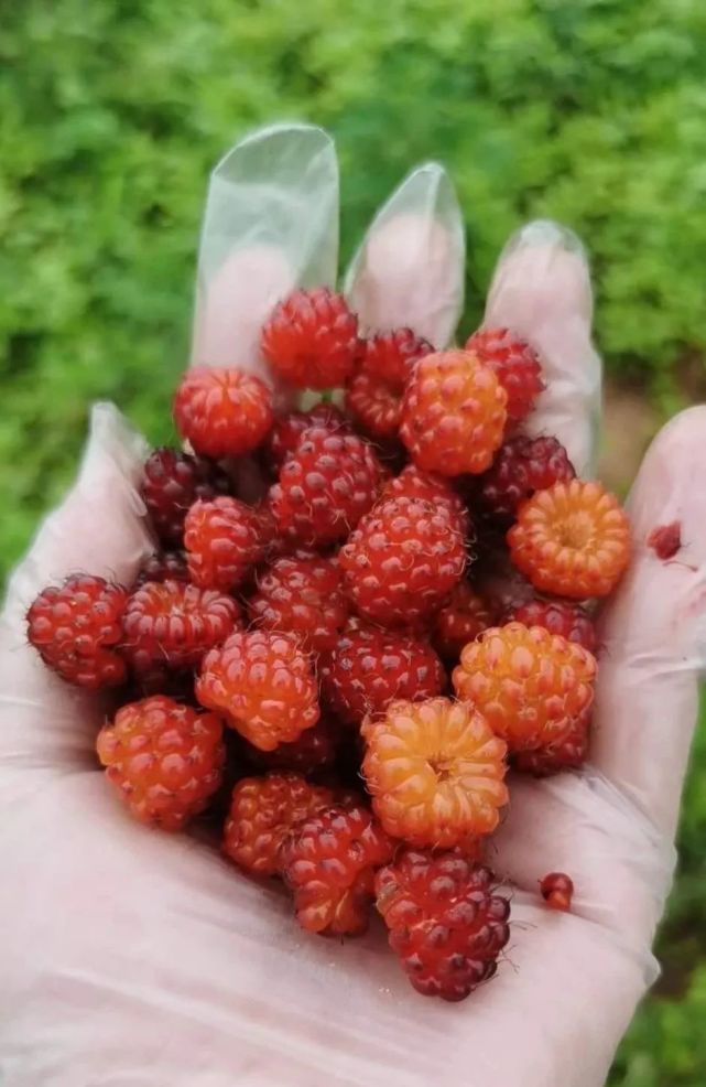 最近韶關山林裡冒出了許多紅紅的野草莓你們那叫什麼