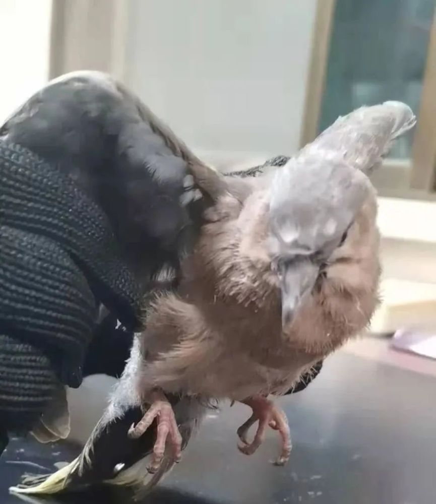 七里河公安救助国家三有保护动物火斑鸠