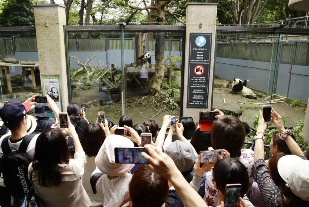日本上野动物园大熊猫真真疑似怀孕周边餐厅股价暴涨