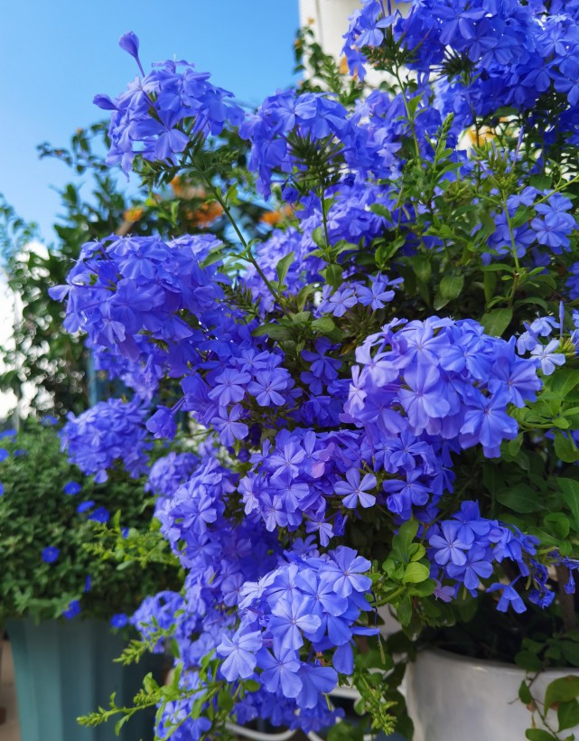 8种耐热植物 适合六月养 好养易打理 观赏价值高 阳台也能养