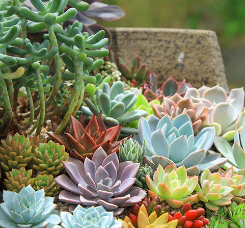 多肉植物圆润可爱 新手入门 要怎样挑选呢 腾讯新闻