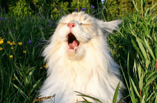 猫咪打喷嚏流鼻涕跟猫粮有没有关系