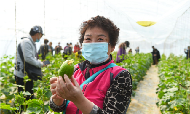 近日,一位北京游客在河北省三河市泃阳镇三里庄村蔬菜大棚采摘秋黄瓜.
