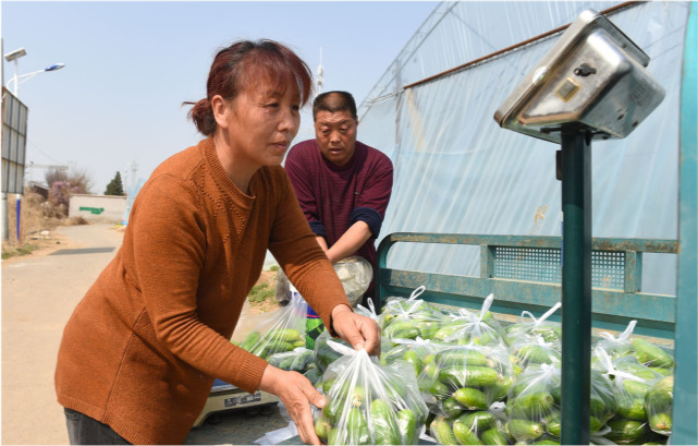 近日,河北省三河市泃阳镇三里庄村菜农史连合在为北京游客分装秋黄瓜