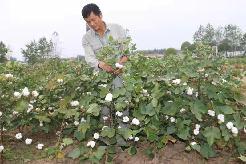 遇到反常天氣不利棉花播種和棉苗的生長發育