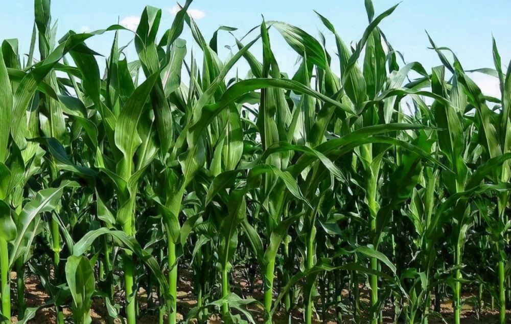玉米穗期如何管理5个增产措施做好了每亩至少增产200斤