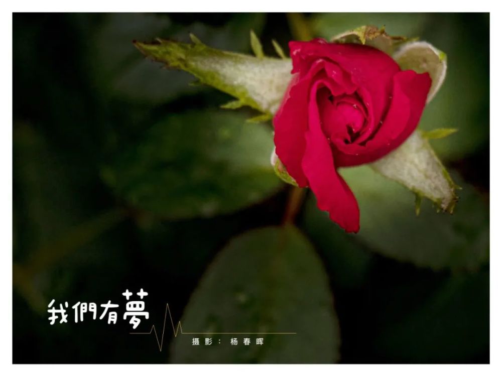 玫瑰花配文图片