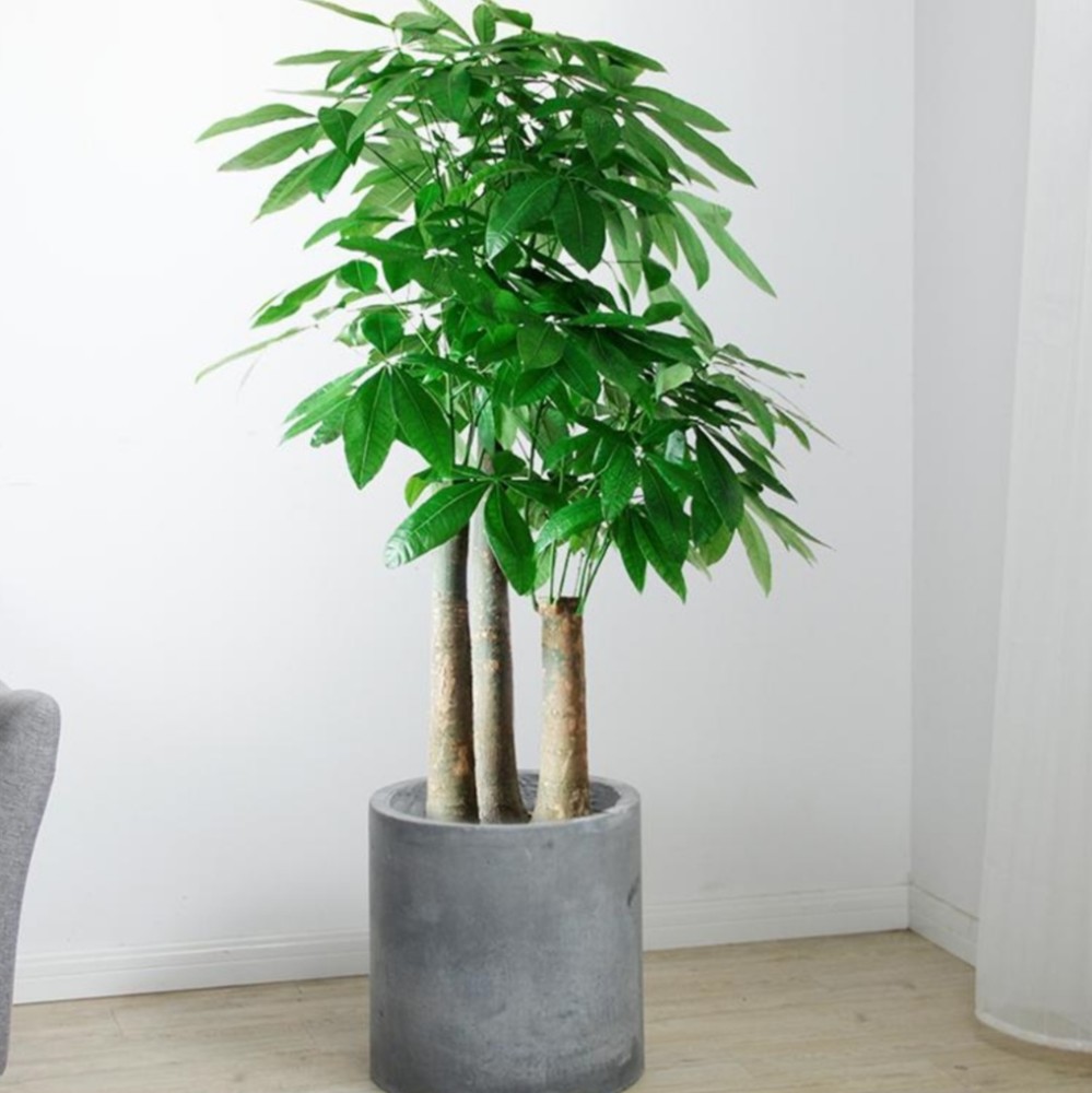 就为大家介绍什么花卉植物可以摆放在卧室净化空气的植物吊兰黛粉叶等