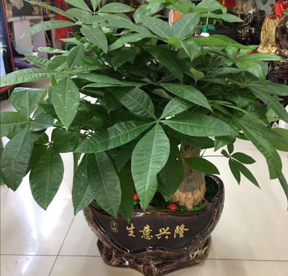 最旺宅的植物(大门口最旺宅的植物)