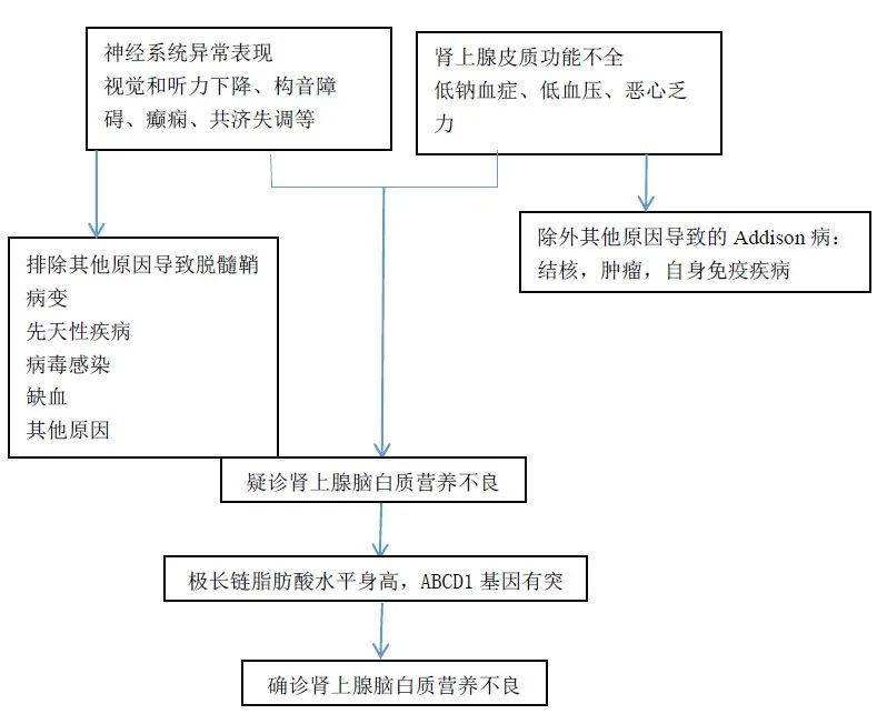 诊疗必备|内分泌罕见病之"x连锁肾上腺脑白质营养不良"_腾讯新闻