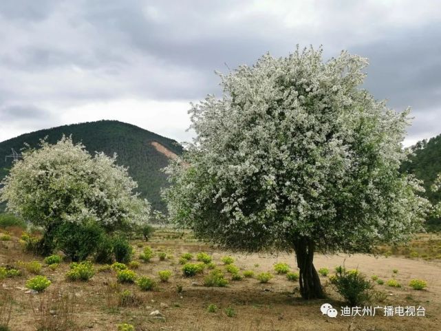 香格里拉山荊子花開在夏天裡遇見春天