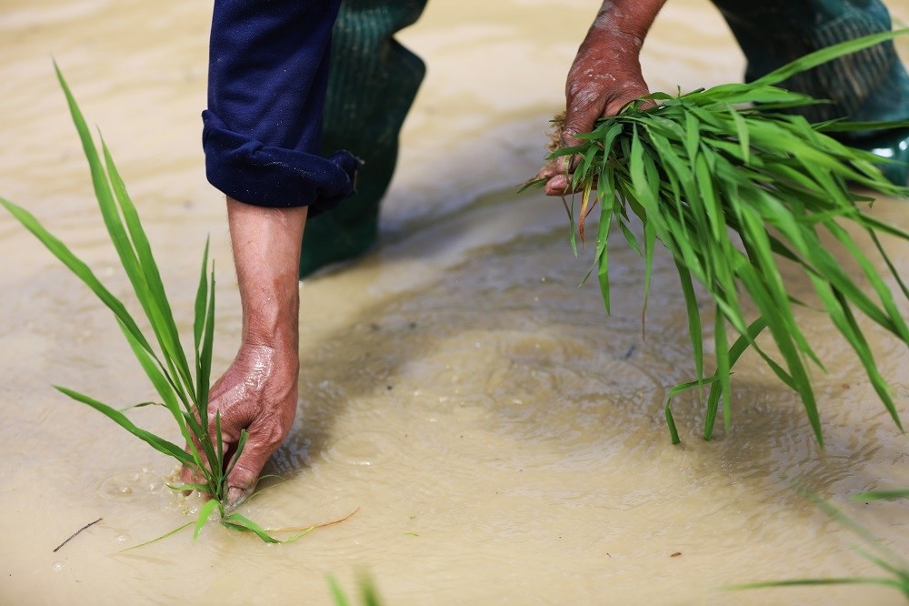重庆彭水:芒种近 忙插秧_腾讯新闻
