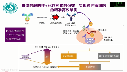 李慧慧教授专访tdm1在her2阳性乳腺癌中的应用及思考