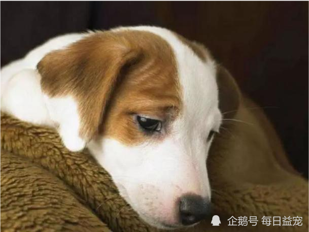 狗狗不明白自己为什么会被抛弃 明明一切都很好 腾讯新闻