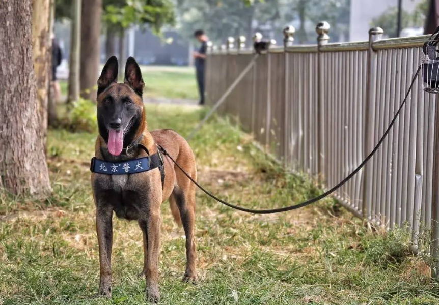 中國警犬有什麼品種德牧很常見金毛失去資格