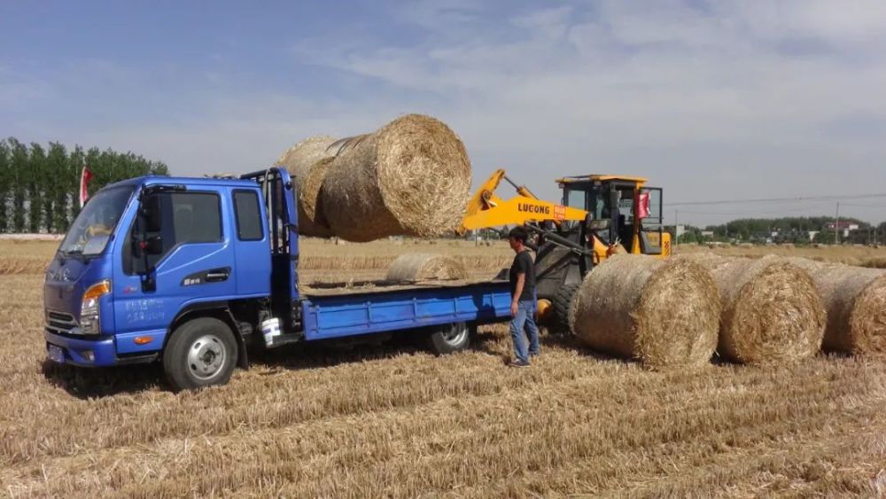 今年全镇总共从外地引进秸秆打捆机20台,小麦收割后24小时之内就会有