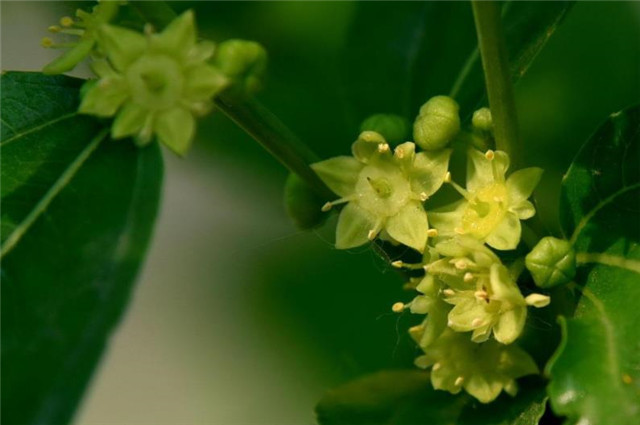 芒种节气枣花九首 野枣花含新蜜气 隔帘惟爱栆花香 腾讯新闻