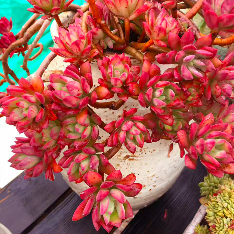 养多肉就选红稚莲一年到头红艳艳凭实力夺得首魁你喜欢吗