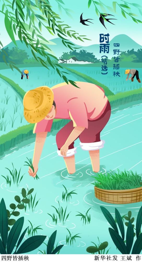 (图表·插画)【二十四节气·芒种】四野皆插秧