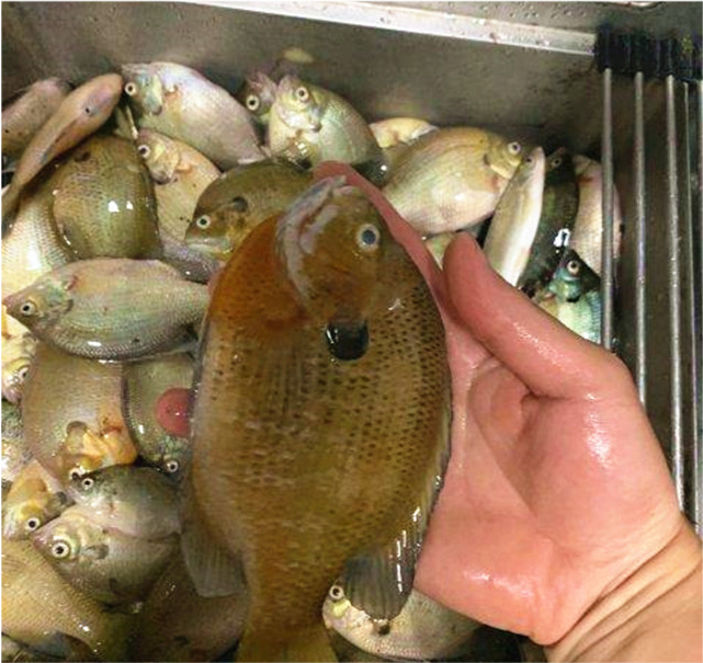 釣魚人:不可掉以輕心|太陽魚|羅非魚|釣魚人|羅非