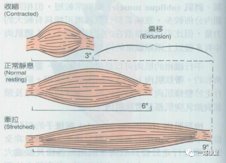 知識角肌肉的興奮性收縮性延展性和彈性