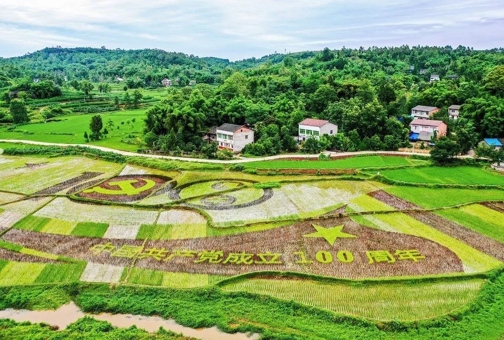 大饱眼福广安区彭家乡的彩色水稻绘出建党百年祝福图案