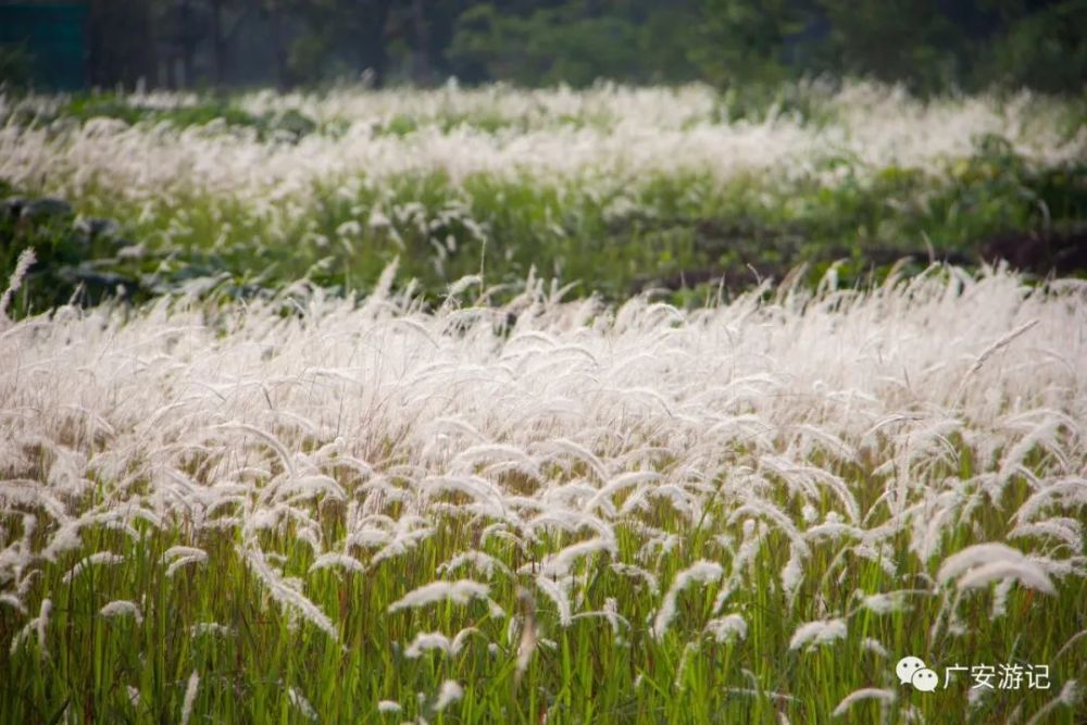 风起处白花飞广安城郊这里的白茅美极了