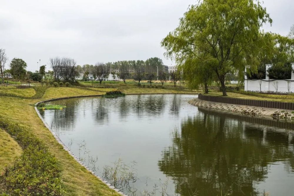 志愿者们不怕苦,不怕累,在河道边实地巡查,及时清理河道绿化带垃圾