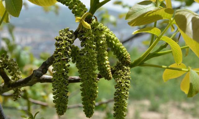 小时候,这花全扔了,现在被说营养高,成了"香饽饽"高价卖