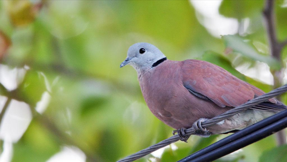 甘肃七里河发现长红毛的斑鸠,民警立即赶到了现场,有人认识吗?