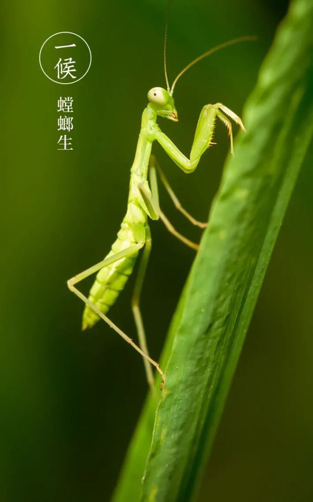 因感受到阴气初生,螳螂在去年深秋产的卵,鱼深翡翠闲","蝉响螳螂急