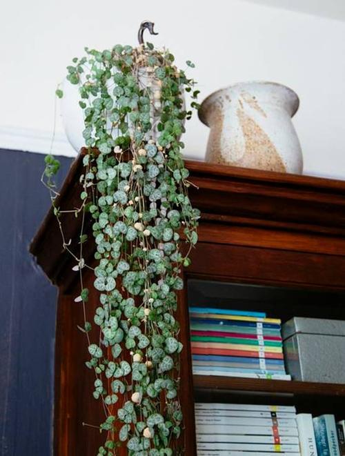 北阳台也能养殖的多肉植物皮实耐阴颜值高你值得拥有