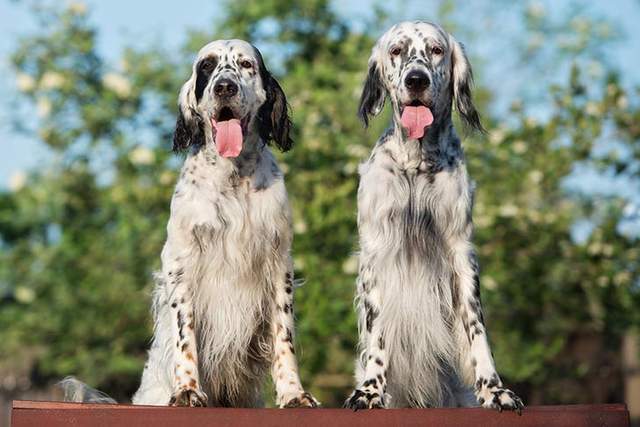 英國塞特犬,別名英國蹲獵犬(english setter 當它發現獵物時就會就地