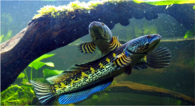 罕见雷龙鱼出现在广东污水河网友快来抓一条价值上千