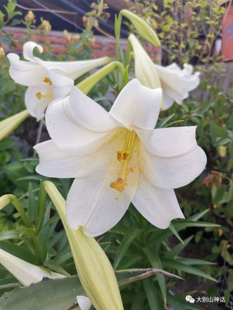 百合花朋友圈短句(百合花的朋友圈文案)